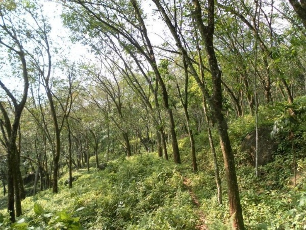 Rubber + Coconut Land in Matugama – 7km from highway