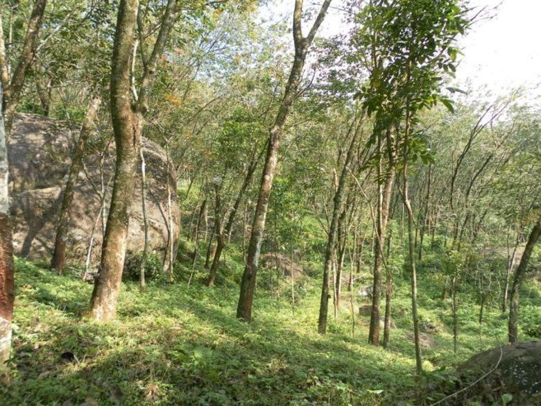 Rubber + Coconut Land in Matugama – 7km from highway