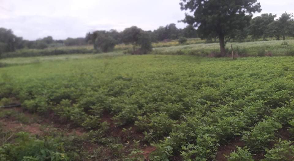 Land for Sale in Thanamalvila