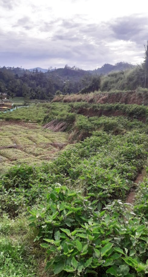 Land For Sale Dangamuwa,Abagasduuwa