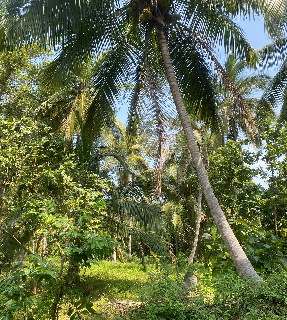 Land for Sale Anavilundawa,Maiyawa.