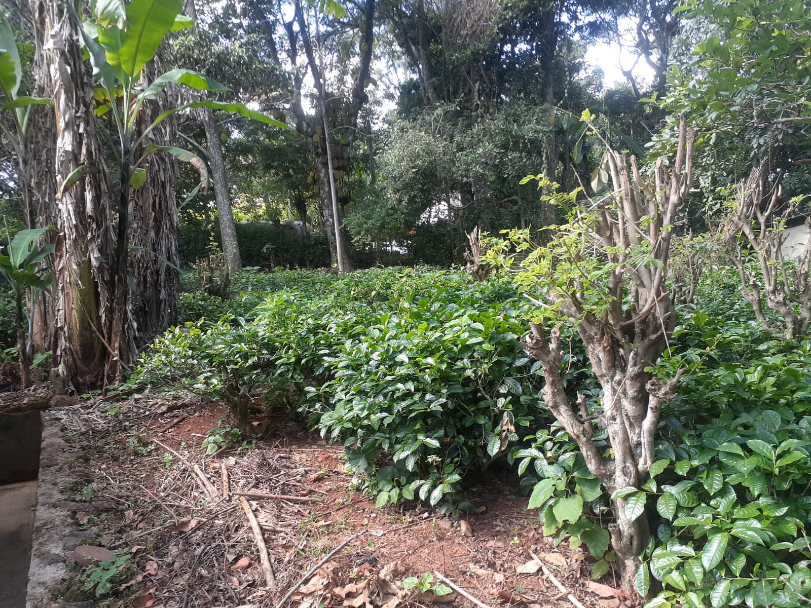 Land for sale in welimada