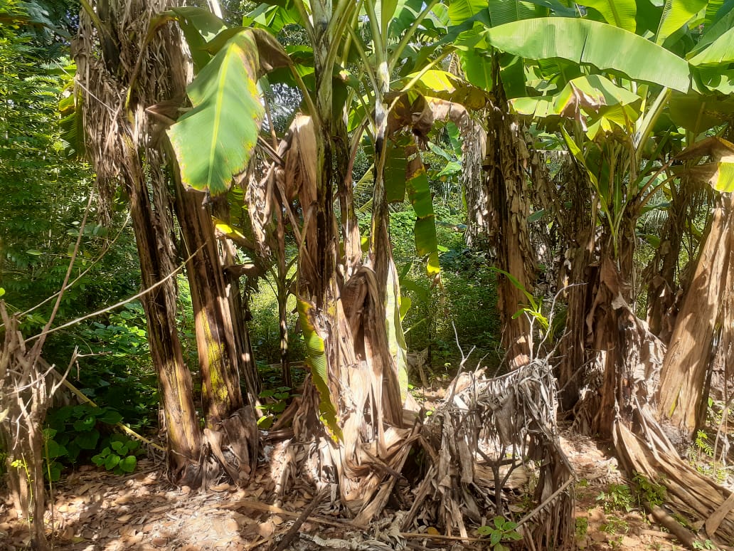 Land for sale in welimada