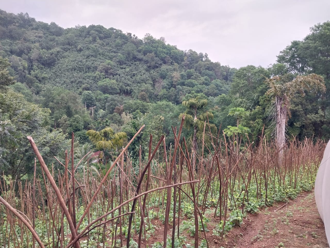 ඉඩමක් – කරදගොල්ල ඇල්ල