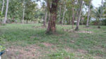 Commercial Land for Sale in Wariyapola.