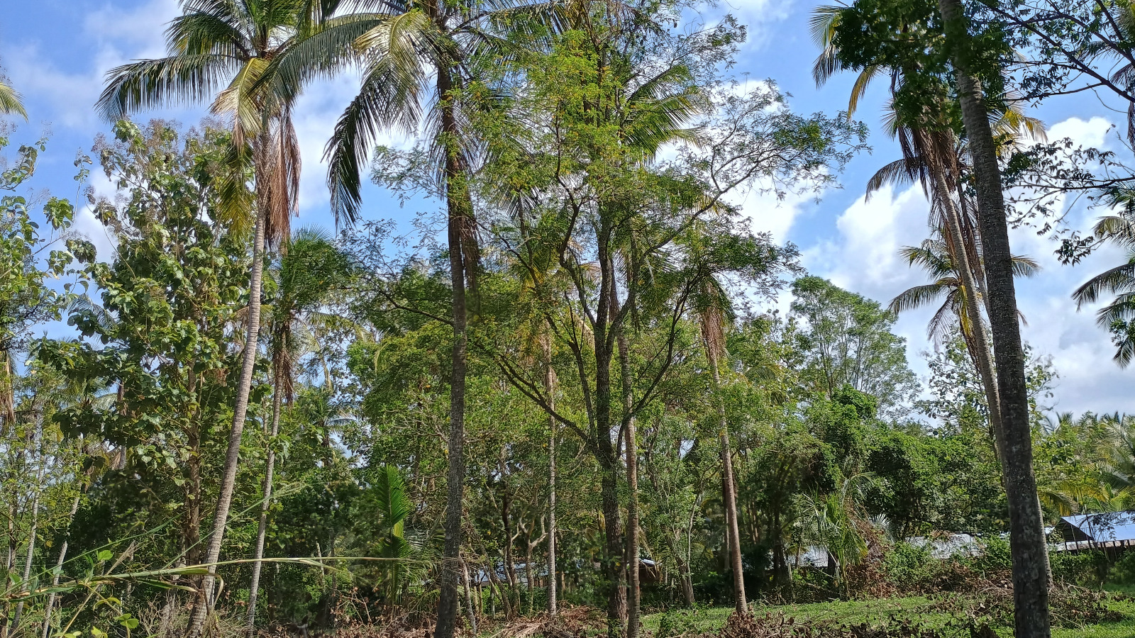 Commercial Land for Sale in Wariyapola.