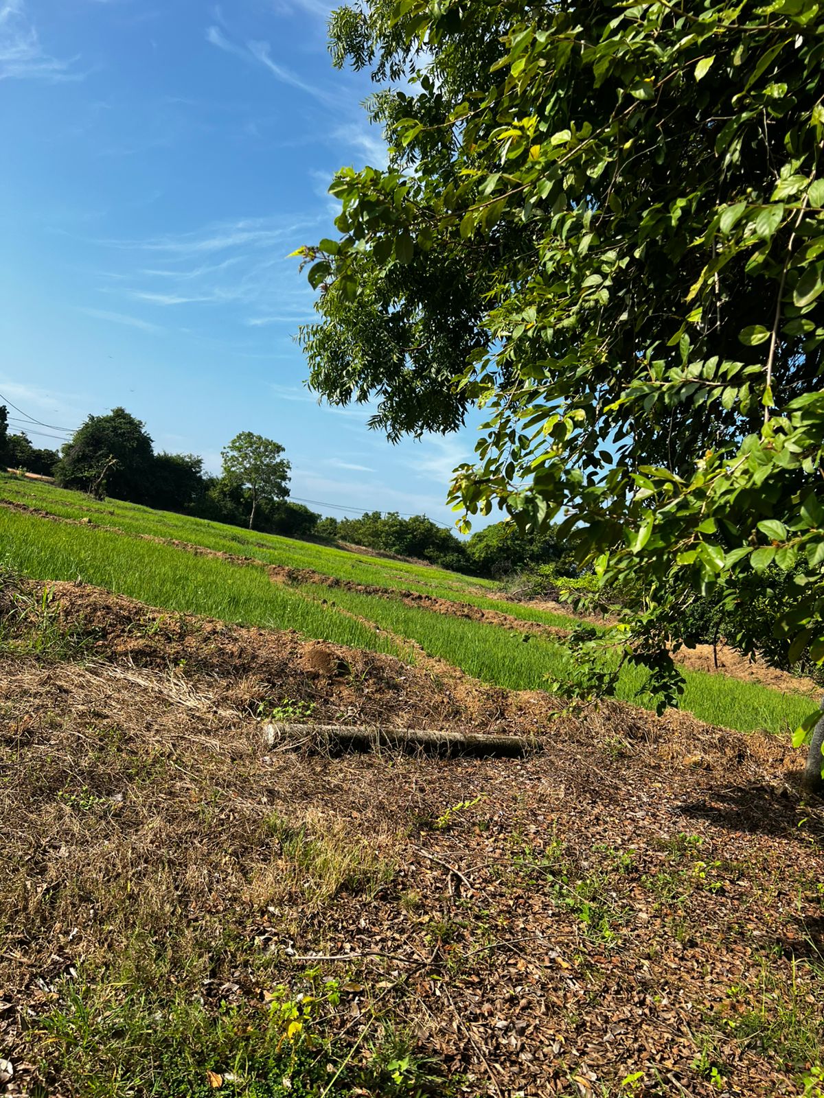 Land for Sale in Kanthale