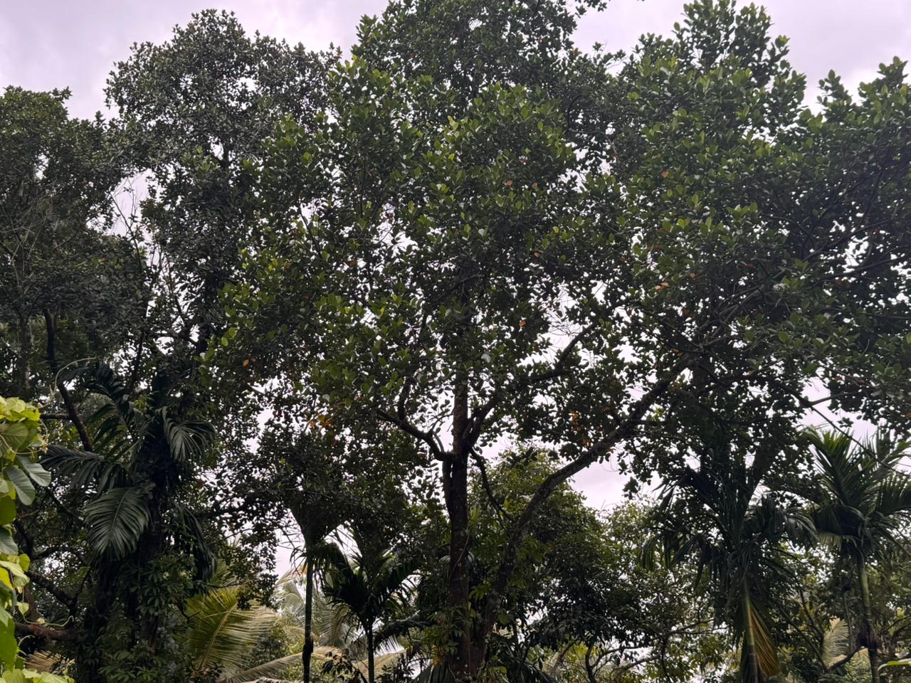 7 Acre Land with Valuable Black Stone Quarry – Hanwella