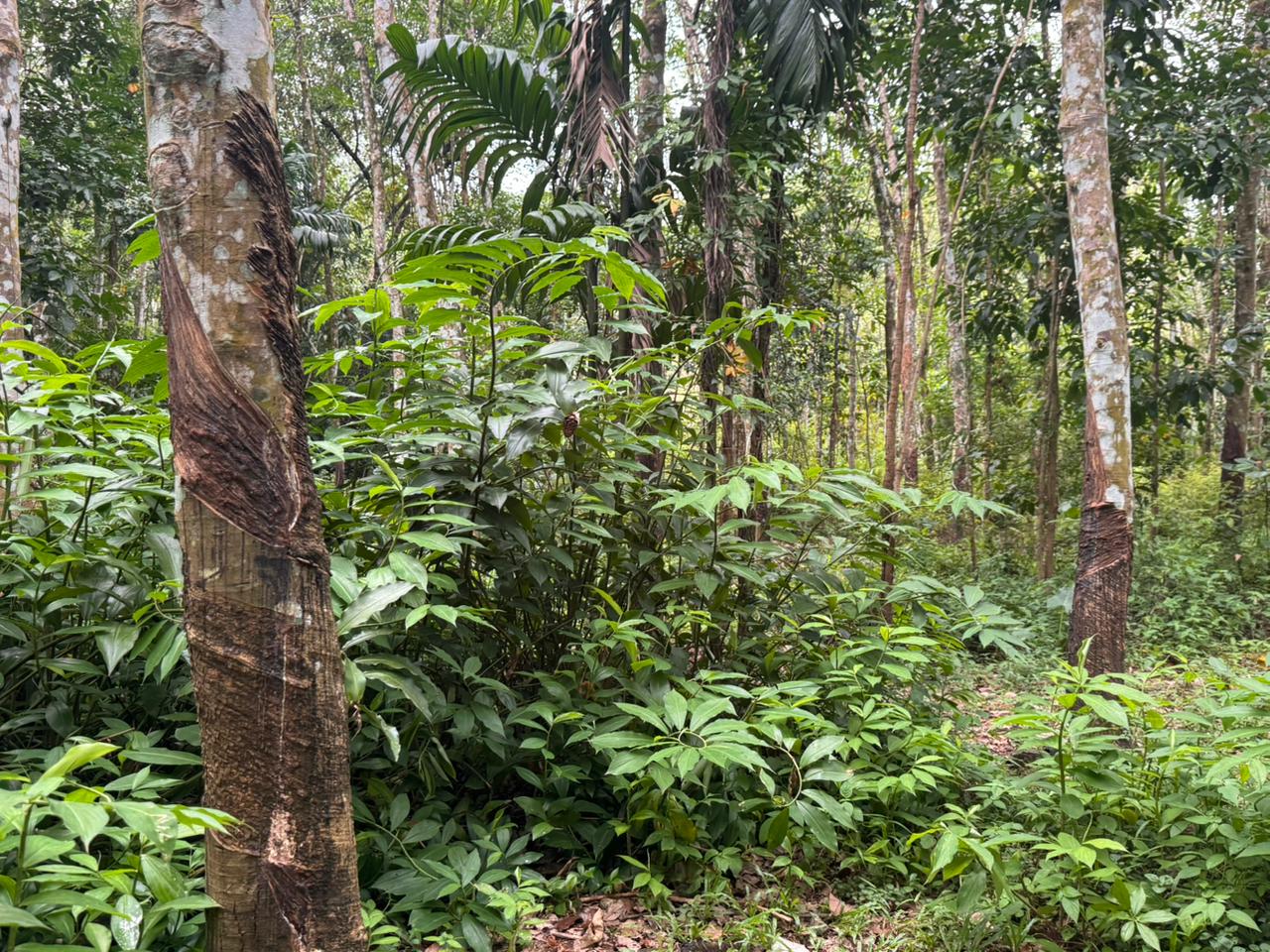 7 Acre Land with Valuable Black Stone Quarry – Hanwella