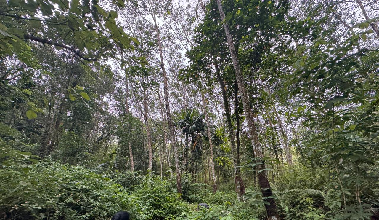 7 Acre Land with Valuable Black Stone Quarry – Hanwella