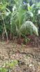 Land for Sale in Horana