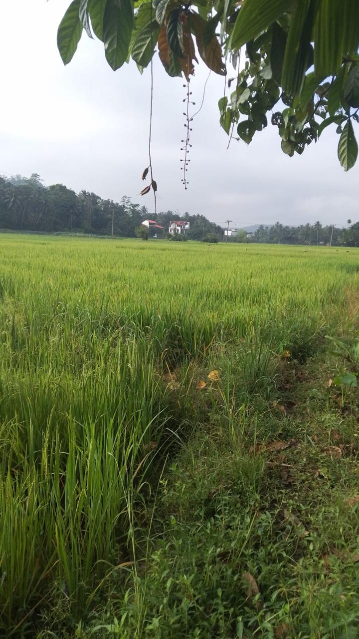 Land for Sale in Horana
