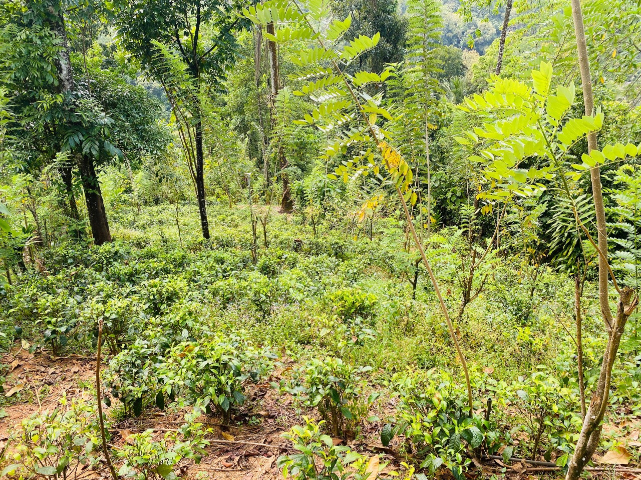 දෙමහල් නිවස සහිත ඉඩමක් විකිණීමට කිතුල්ගල