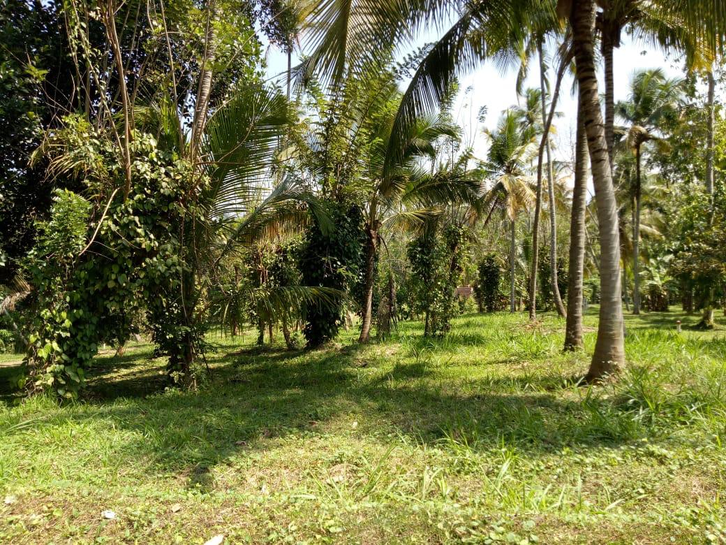 Residential Land for Sale palathathwala