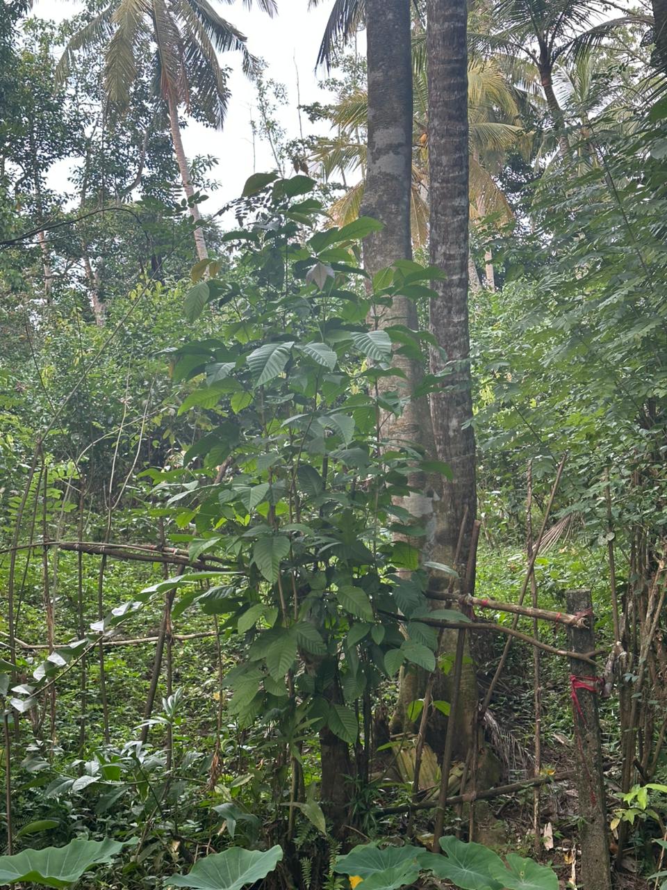 Land for Sale Near Karapitiya