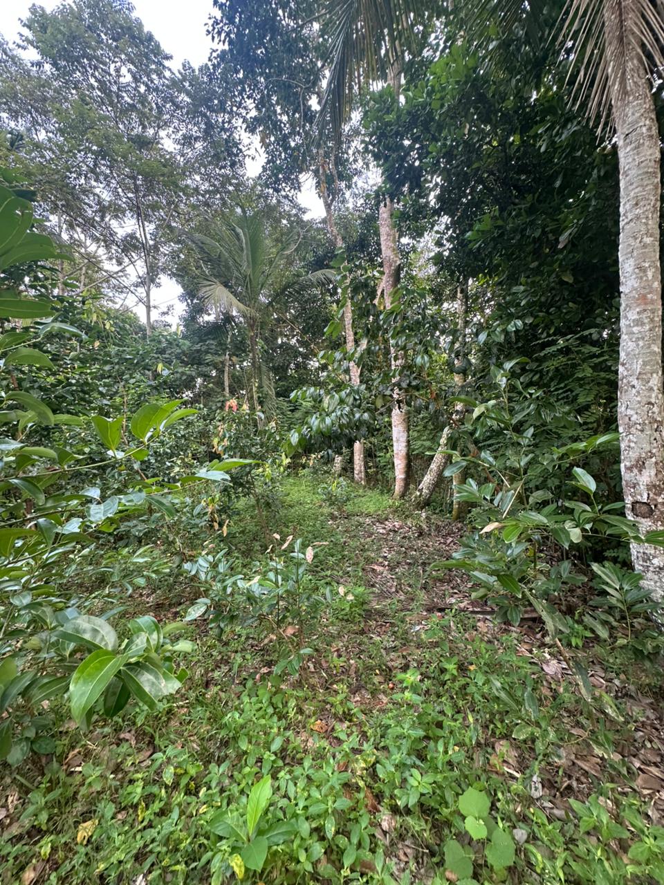 Land for Sale Near Karapitiya