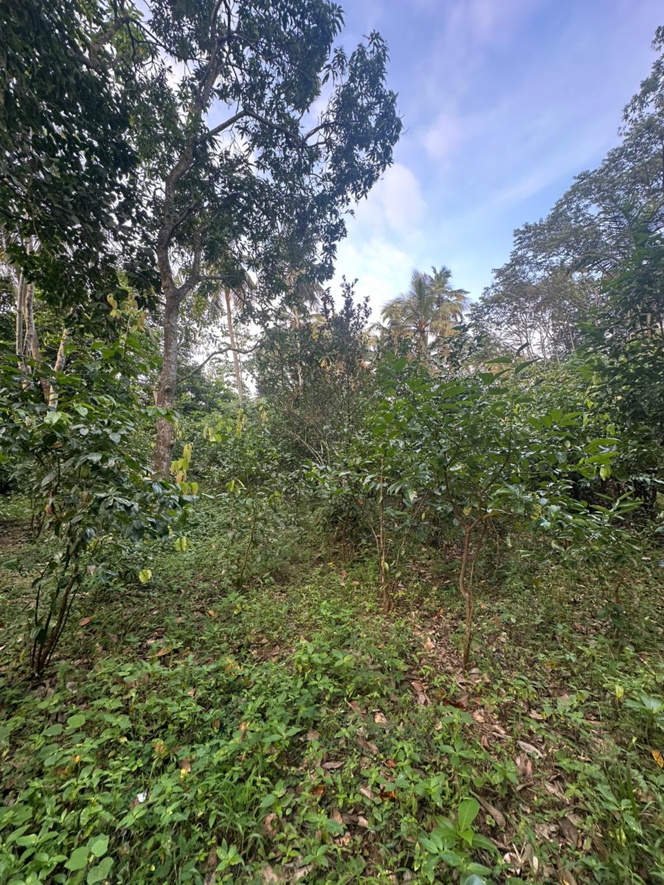 Land for Sale Near Karapitiya