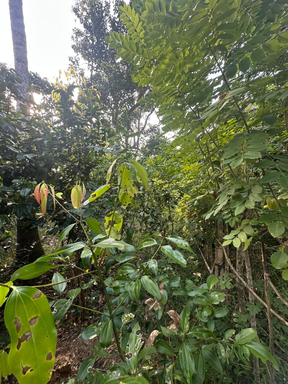 Land for Sale Near Karapitiya