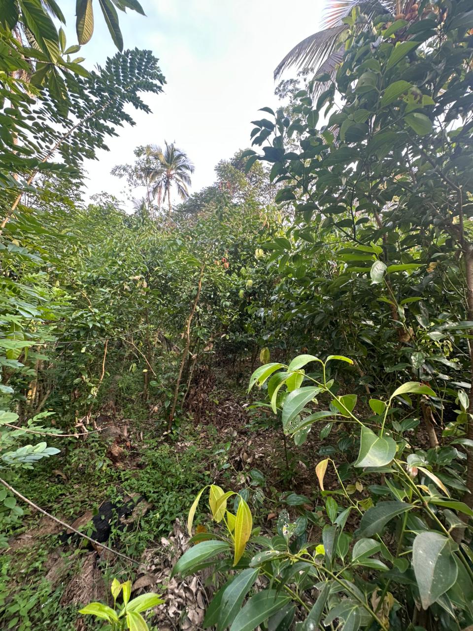 Land for Sale Near Karapitiya