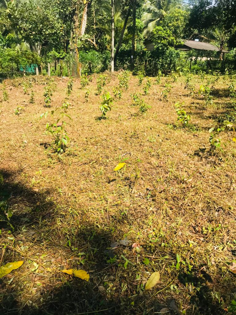 Land for Sale Padukka, Bope