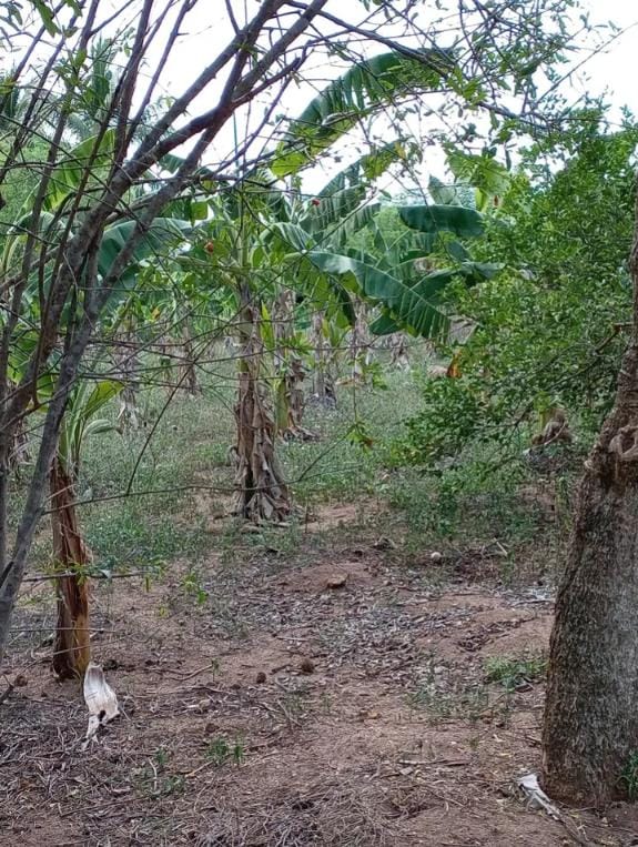 Land For Sale In Amblipitiya