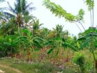 Land For Sale In Amblipitiya