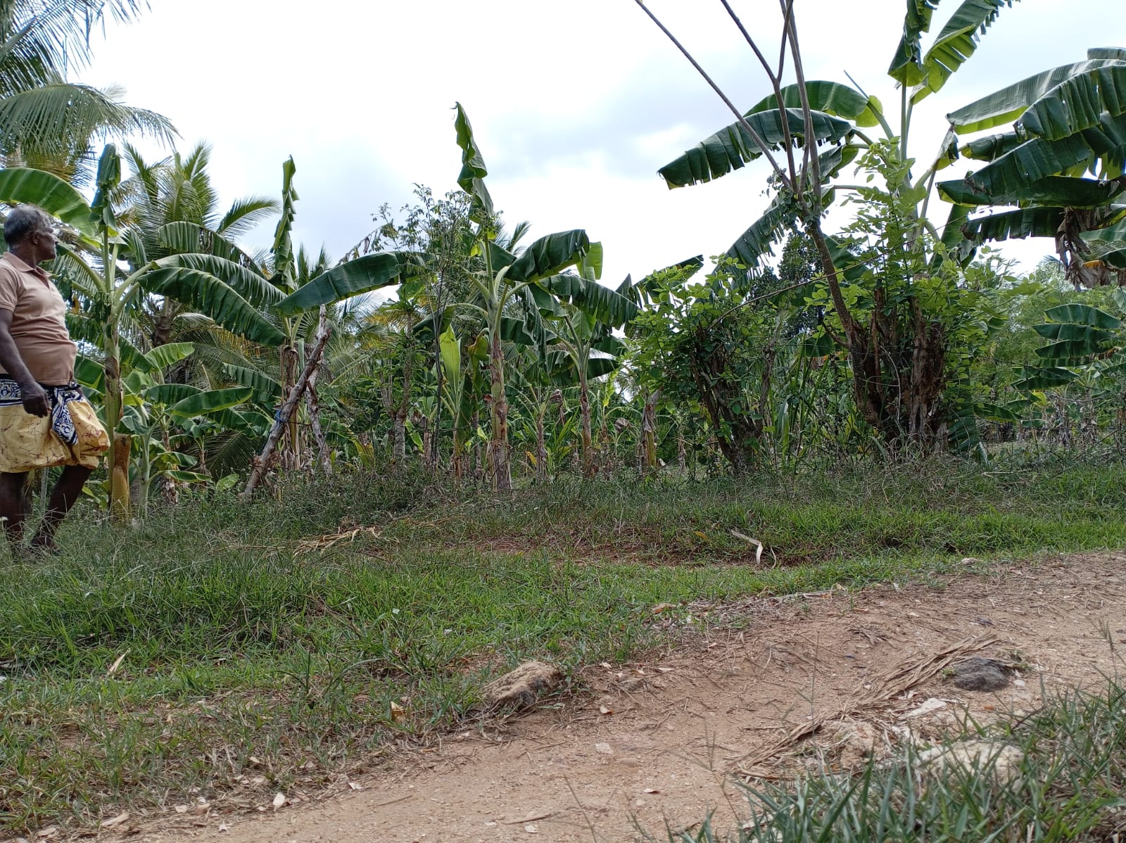 Land For Sale In Amblipitiya