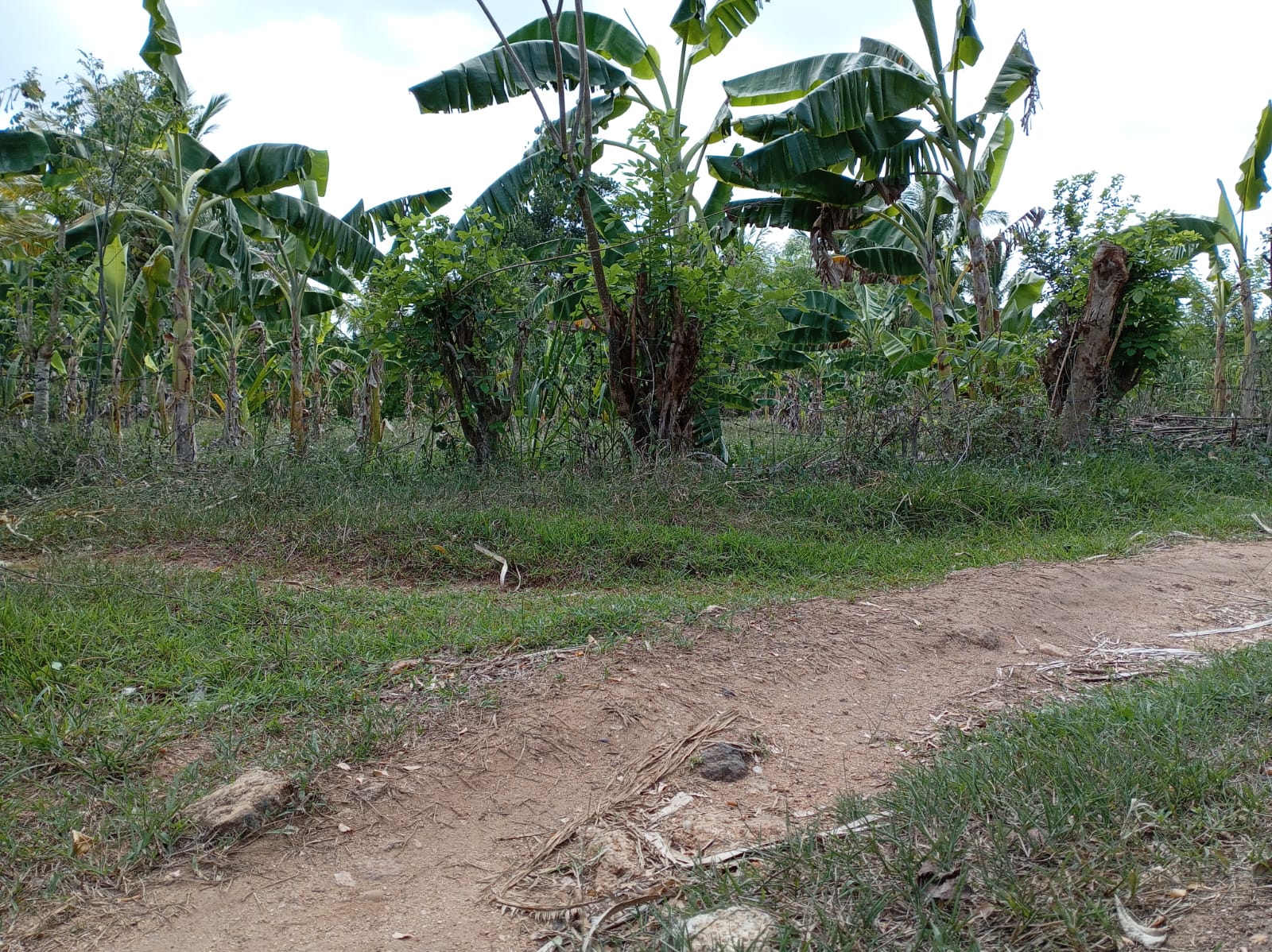 Land For Sale In Amblipitiya