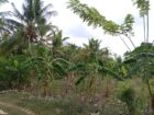 Land For Sale In Amblipitiya