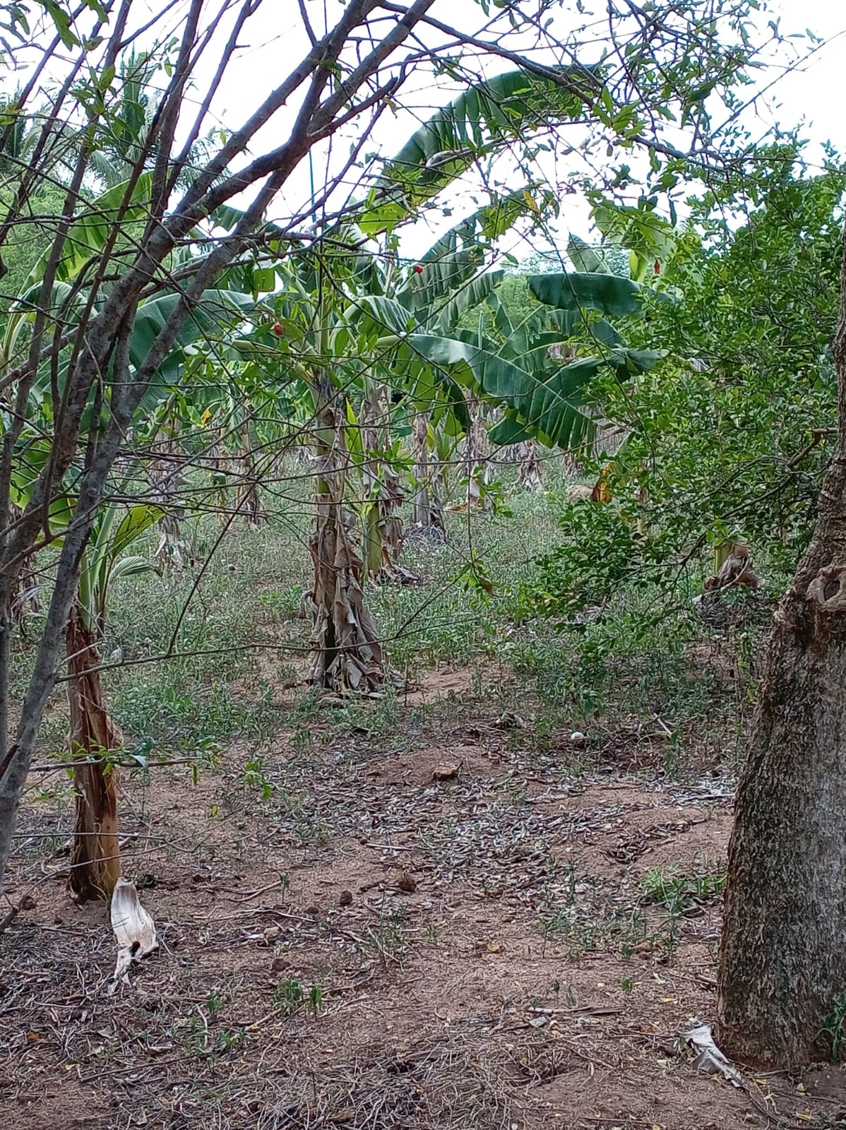 Land For Sale In Amblipitiya