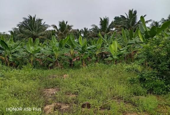 Land For Sale In Amblipitiya