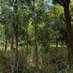 Land for Sale – Sigiriya