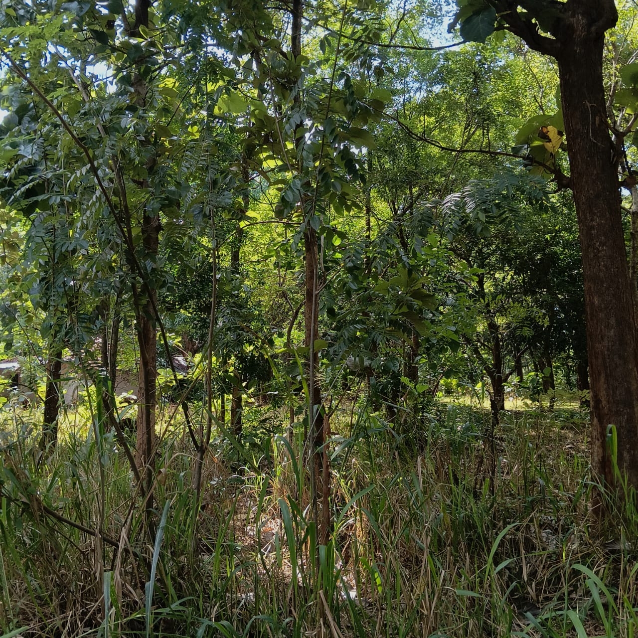 Land for Sale – Sigiriya