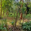 Land for Sale – Sigiriya
