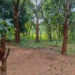 Land for Sale – Sigiriya