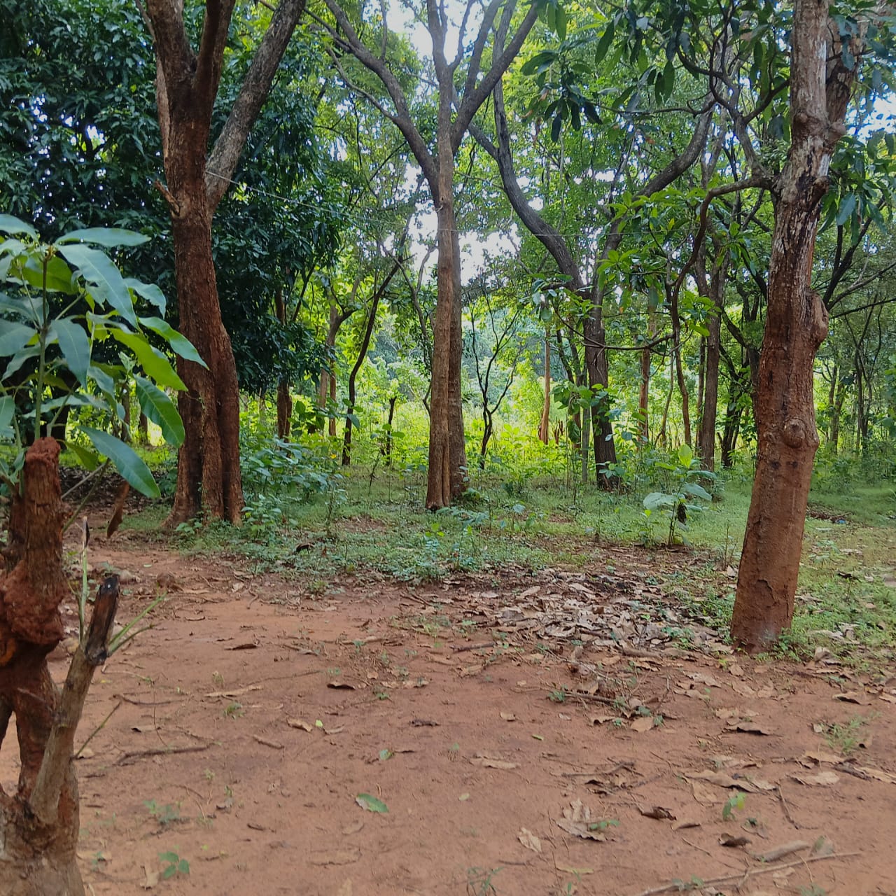Land for Sale – Sigiriya