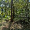 Land for Sale – Sigiriya