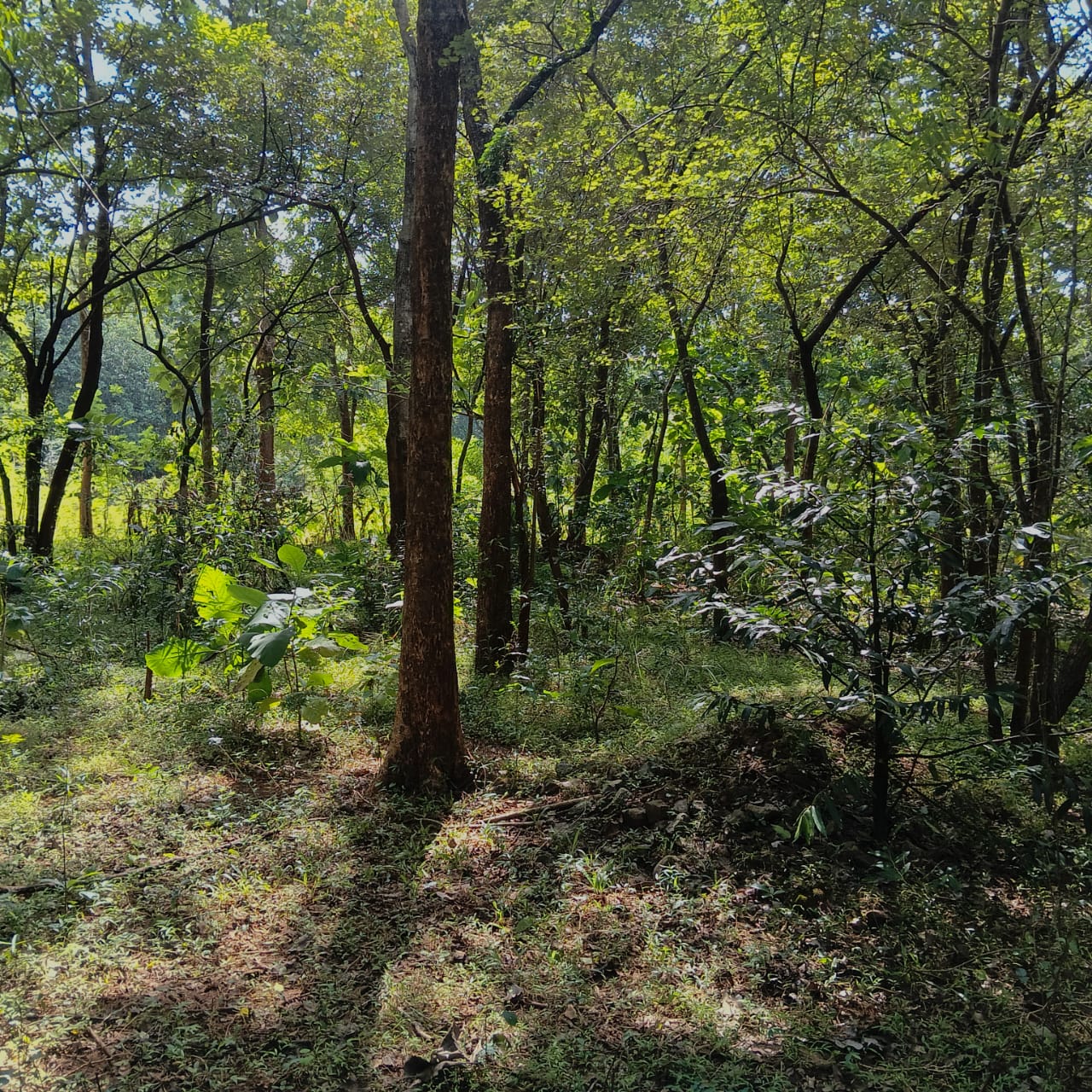 Land for Sale – Sigiriya