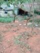 Gampola 23.07 Perches Land for Sale