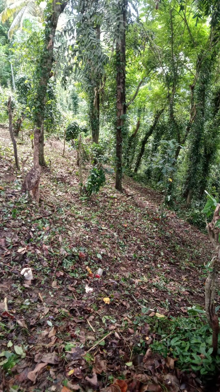 40 Perch Land for Sale Digana