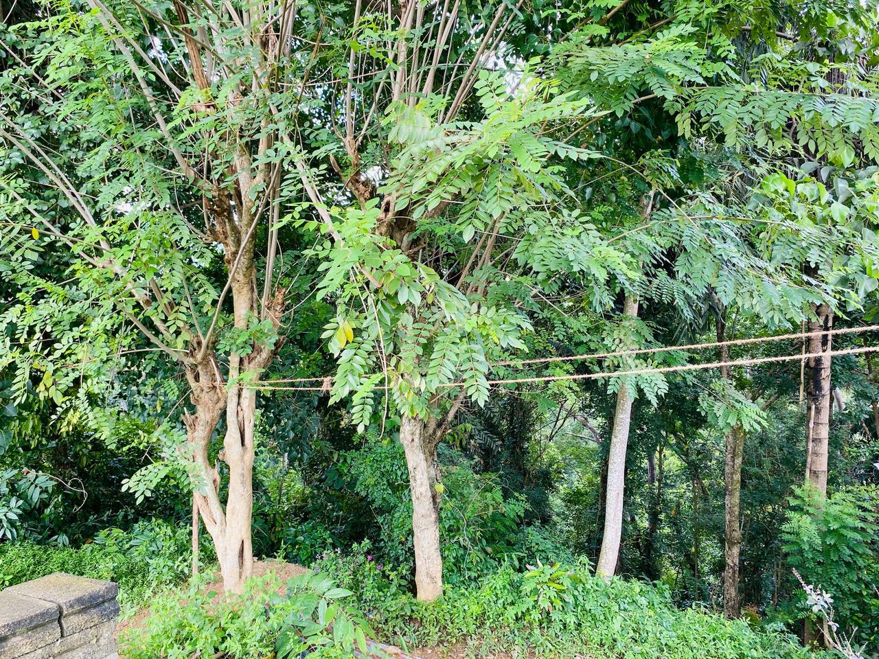 40 Perch Land for Sale Digana