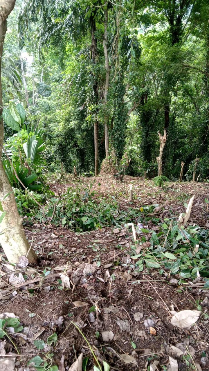 40 Perch Land for Sale Digana