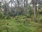 Land for Sale Horana