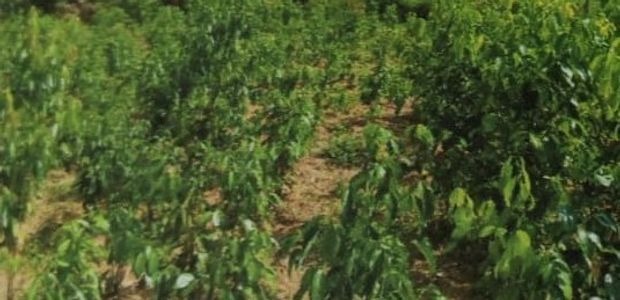 Land for Sale – Artigala Road, Homagama (40 Perches)