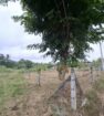 Land for Sale – Panadura