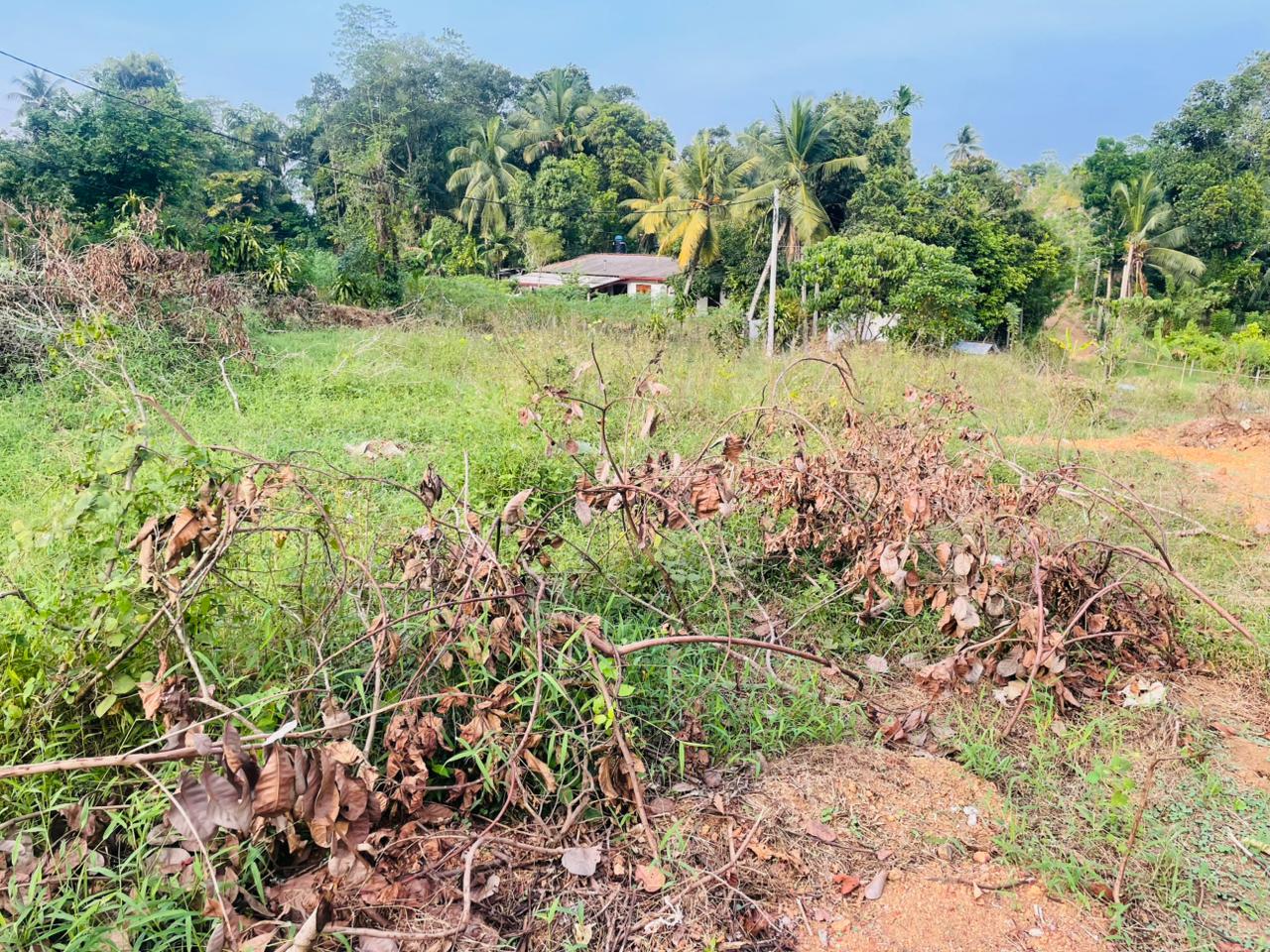 Land for Sale Artigala