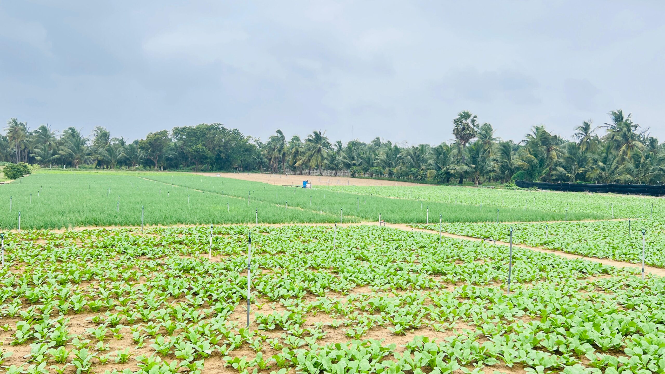 Land for Sale in Puttalam