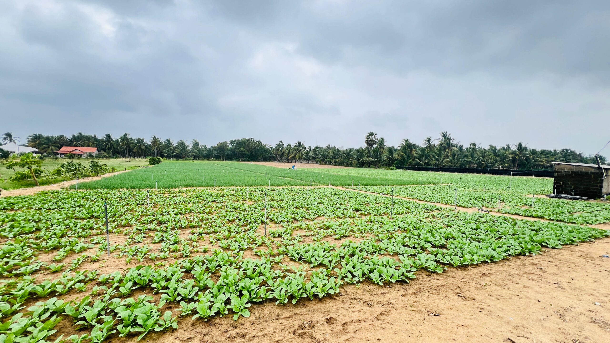 Land for Sale in Puttalam