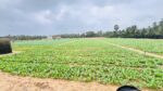 Land for Sale in Puttalam