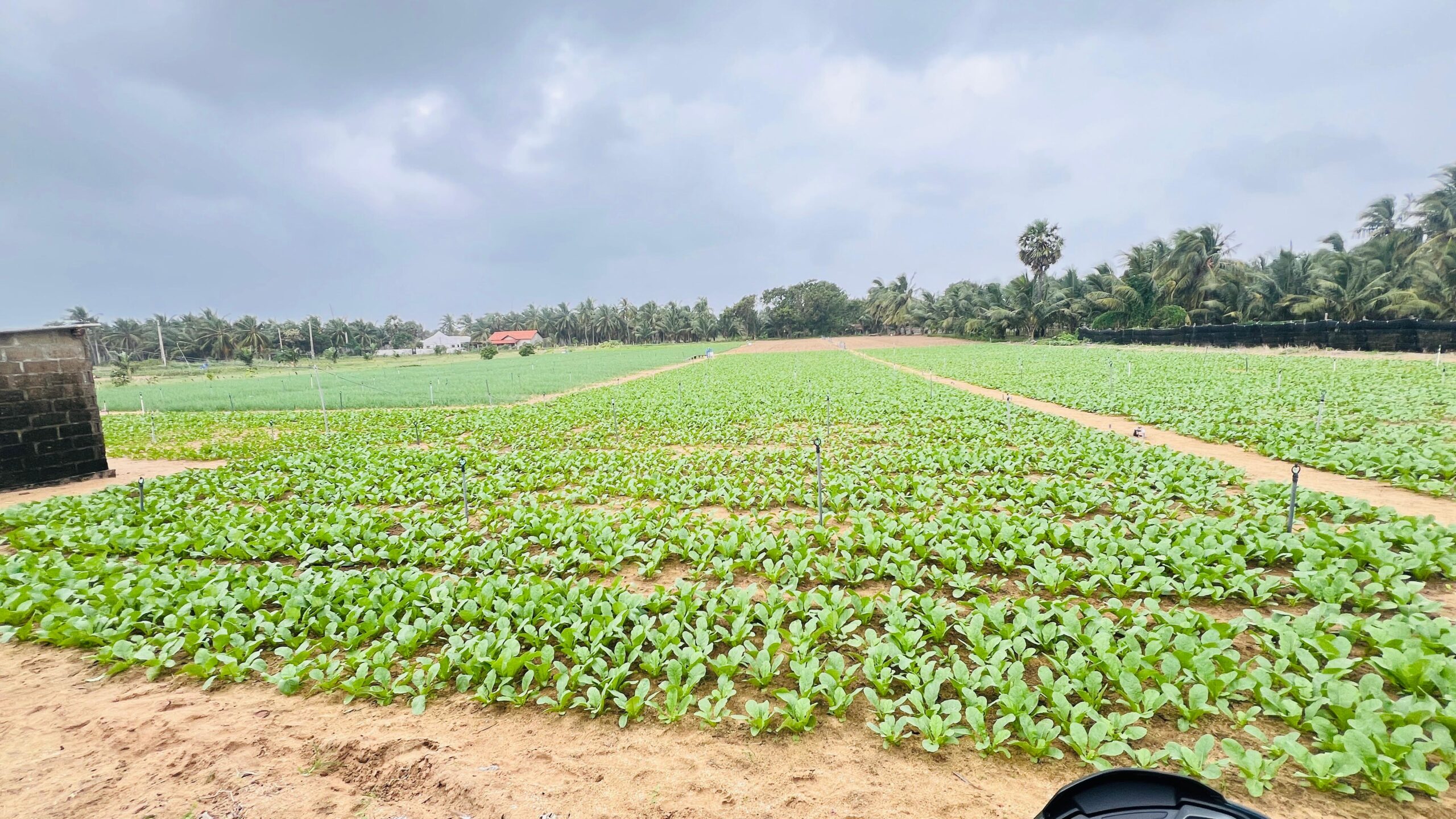 Land for Sale in Puttalam